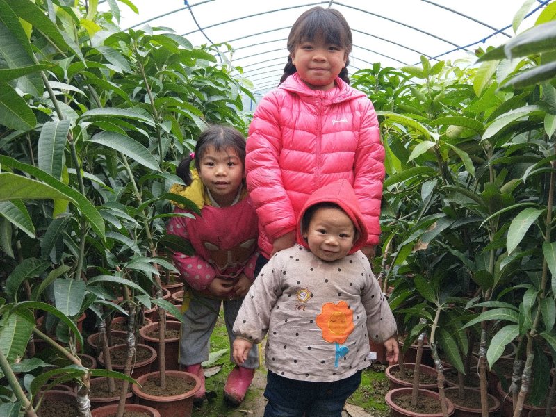 金煌芒，芒果苗，四季芒杯苗