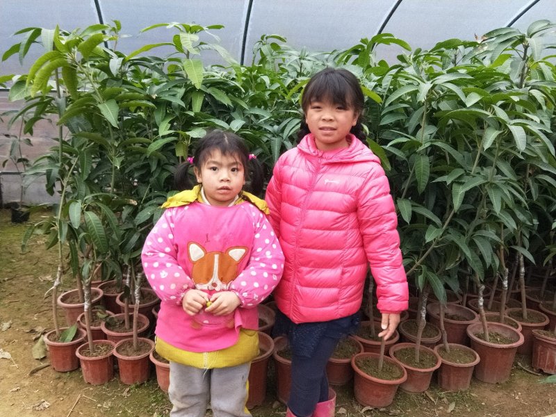 金煌芒，芒果苗，四季芒杯苗
