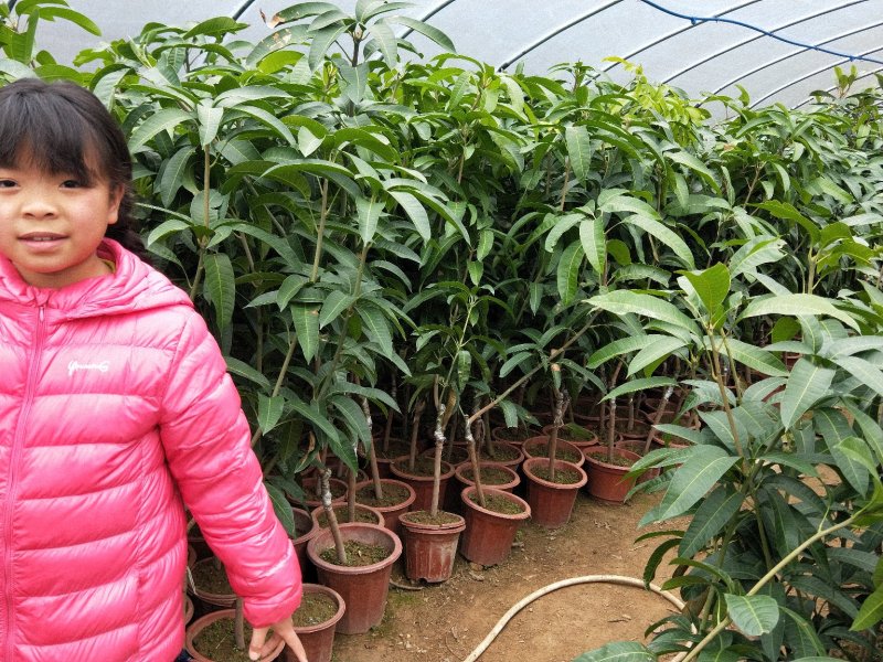 金煌芒，芒果苗，四季芒杯苗
