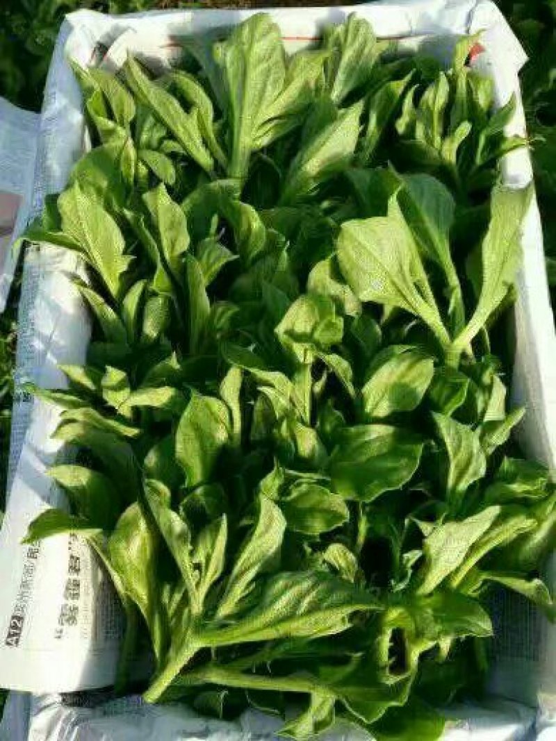 一箱十斤冰草