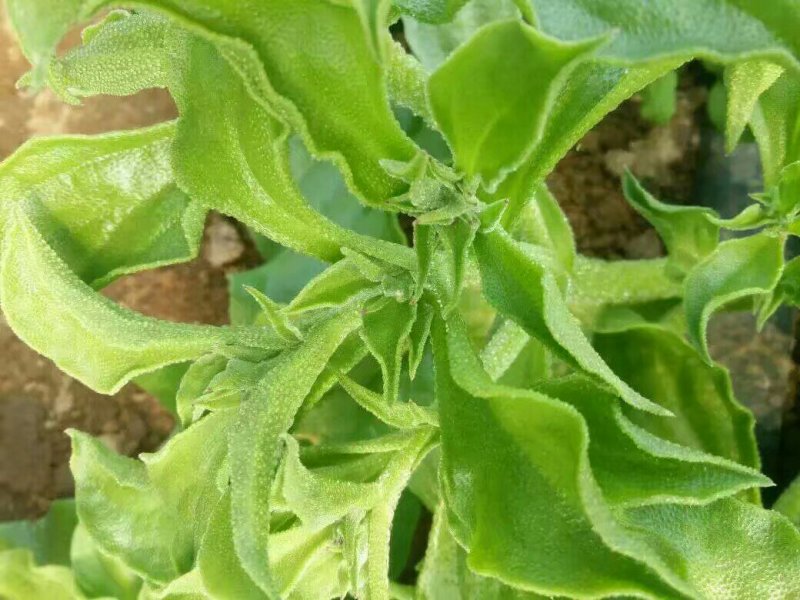 一箱十斤冰草