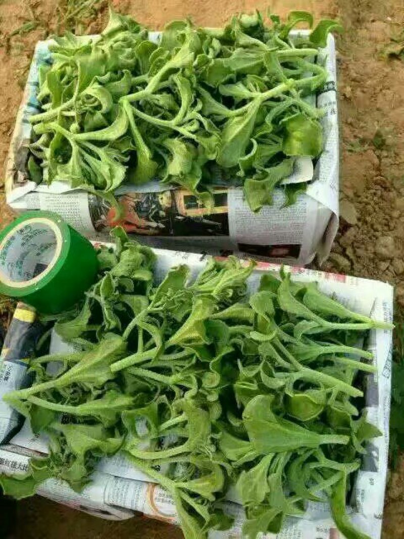 一箱十斤冰草