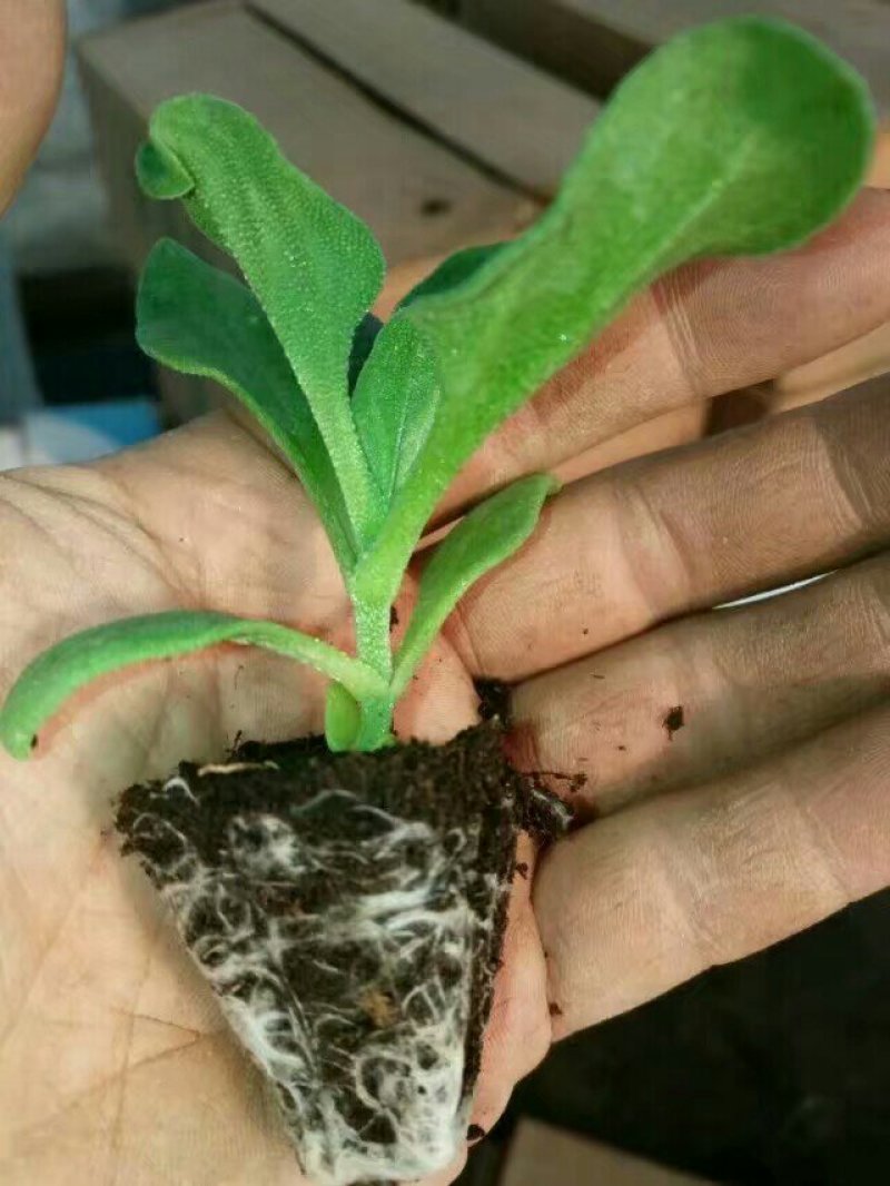 一箱十斤冰草