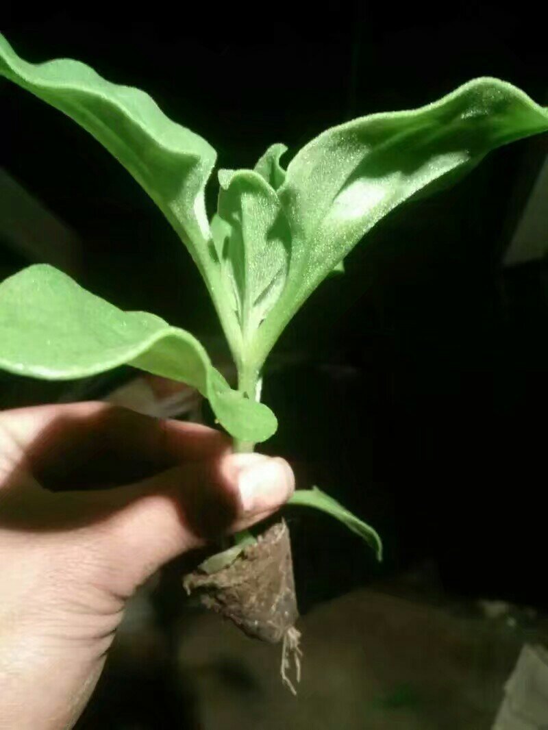 一箱十斤冰草
