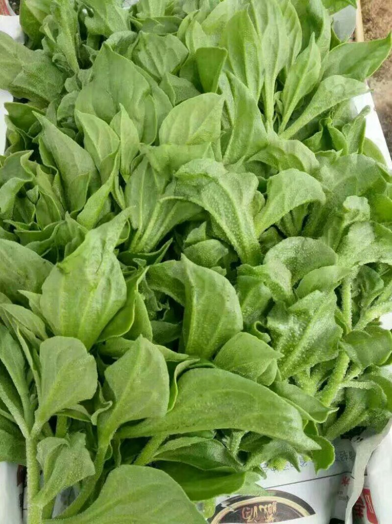 一箱十斤冰草