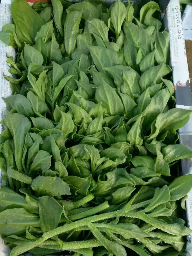 一箱十斤冰草