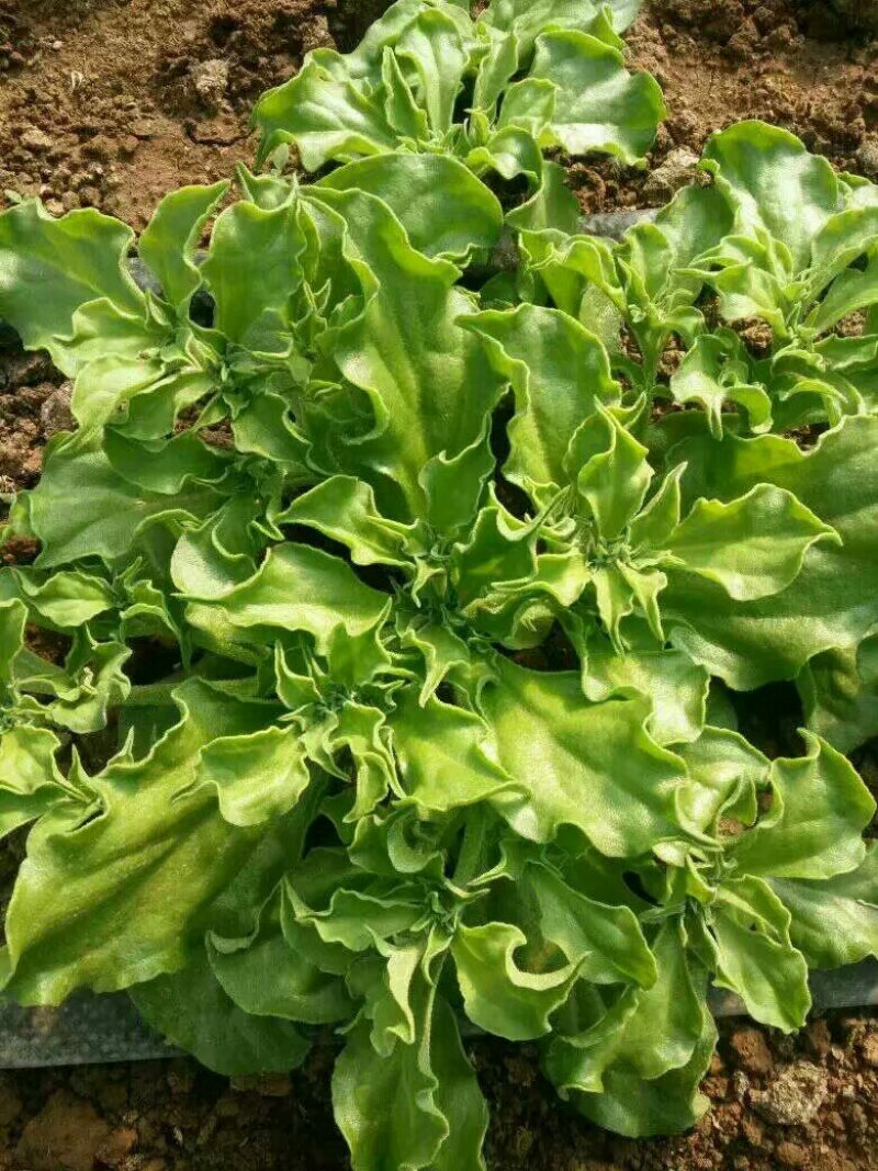 一箱十斤冰草