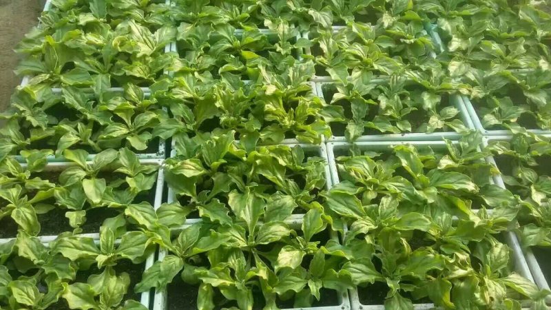 一箱十斤冰草