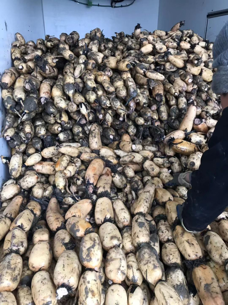 精品莲藕，湖北千亩藕塘，产地直销，多年专业代办，实力供货