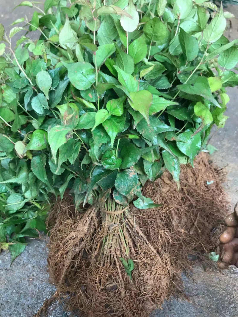 酸梅芽苗青梅小苗酸梅大小苗