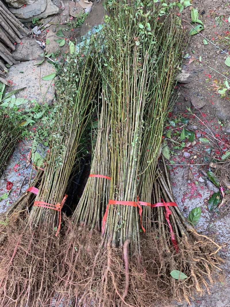 酸梅芽苗青梅小苗酸梅大小苗
