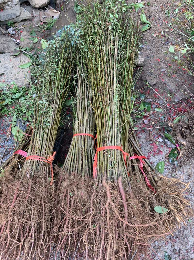 酸梅芽苗青梅小苗酸梅大小苗