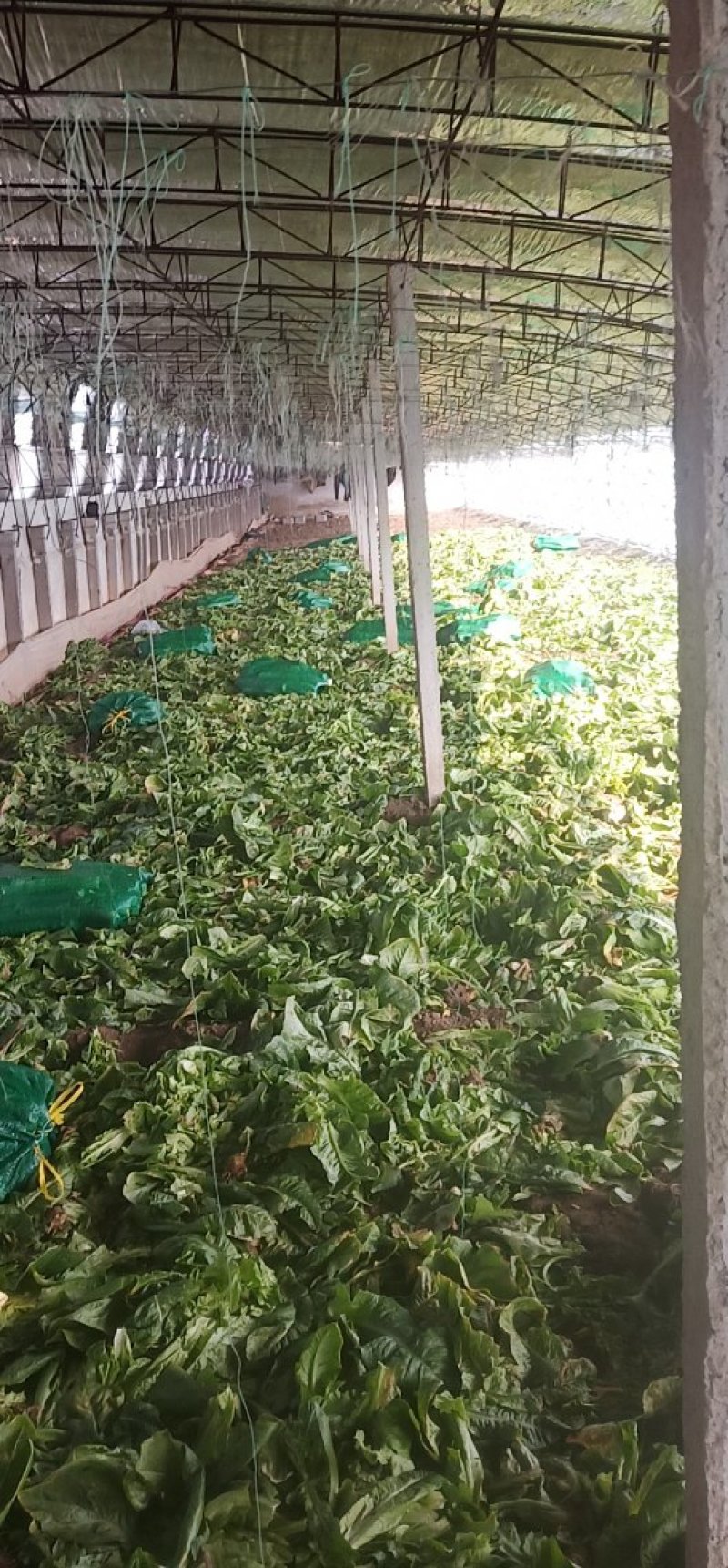 掉价，莴笋杆子大量现货