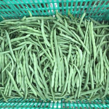 蔬菜