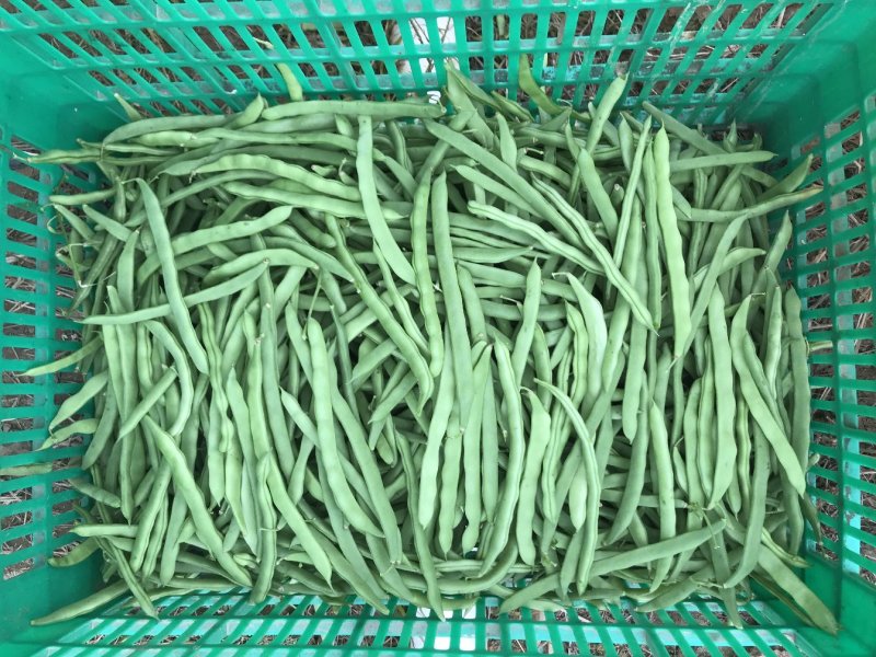 蔬菜