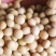 黄豆种