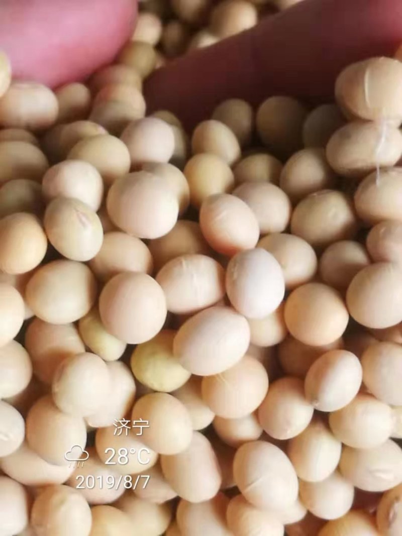 黄豆种