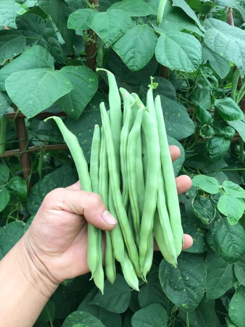 蔬菜