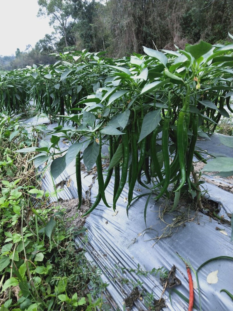 线椒