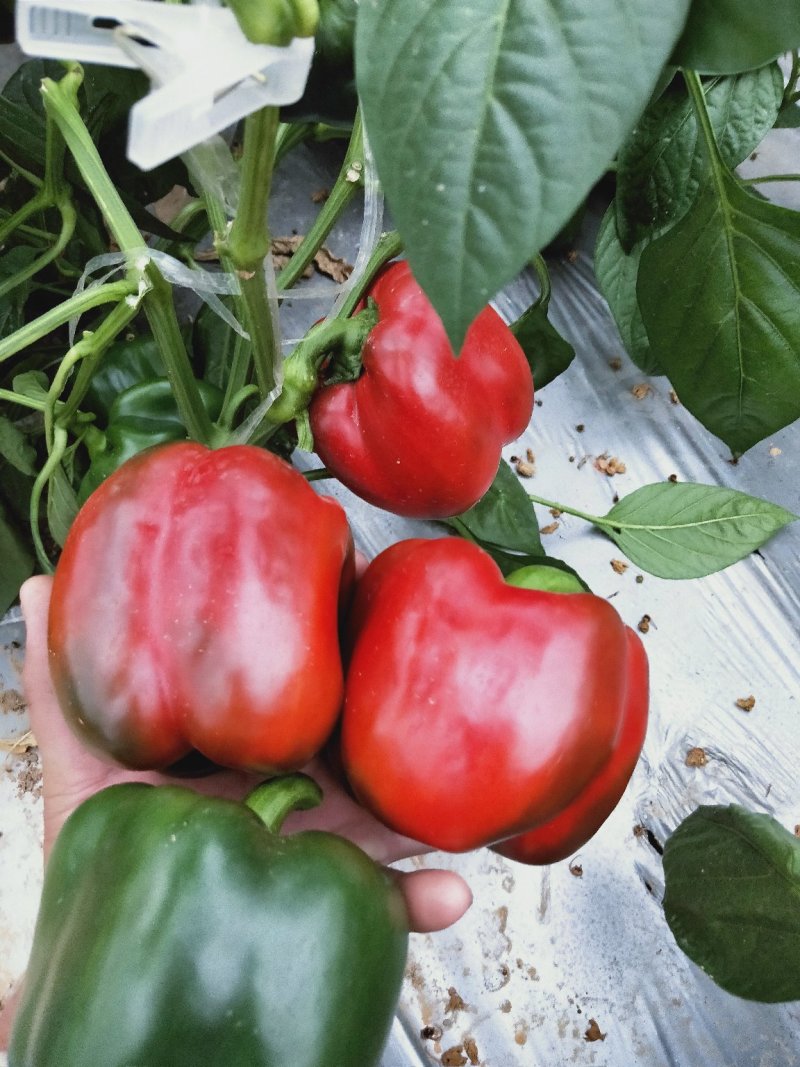 蔬菜