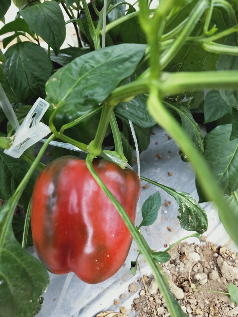蔬菜