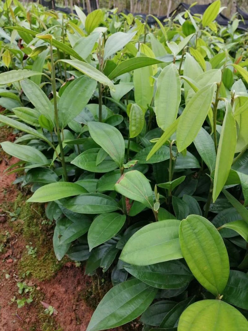 玉桂苗，一年苗，地面起20Cm以上