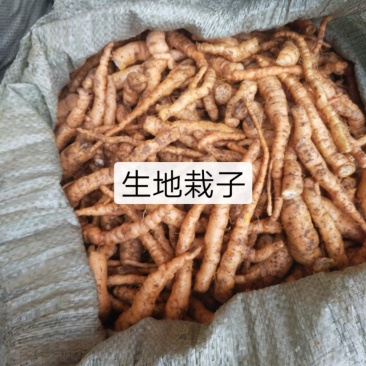 生地种植生地苗生地种苗