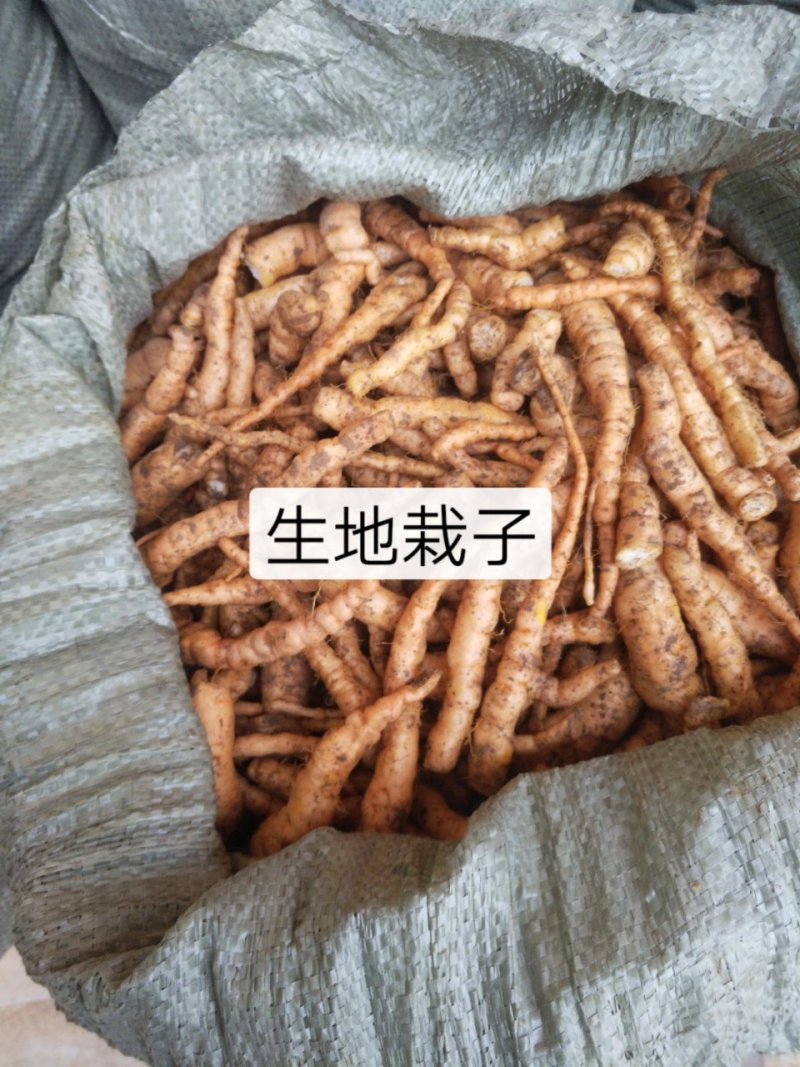 生地种植生地苗生地种苗