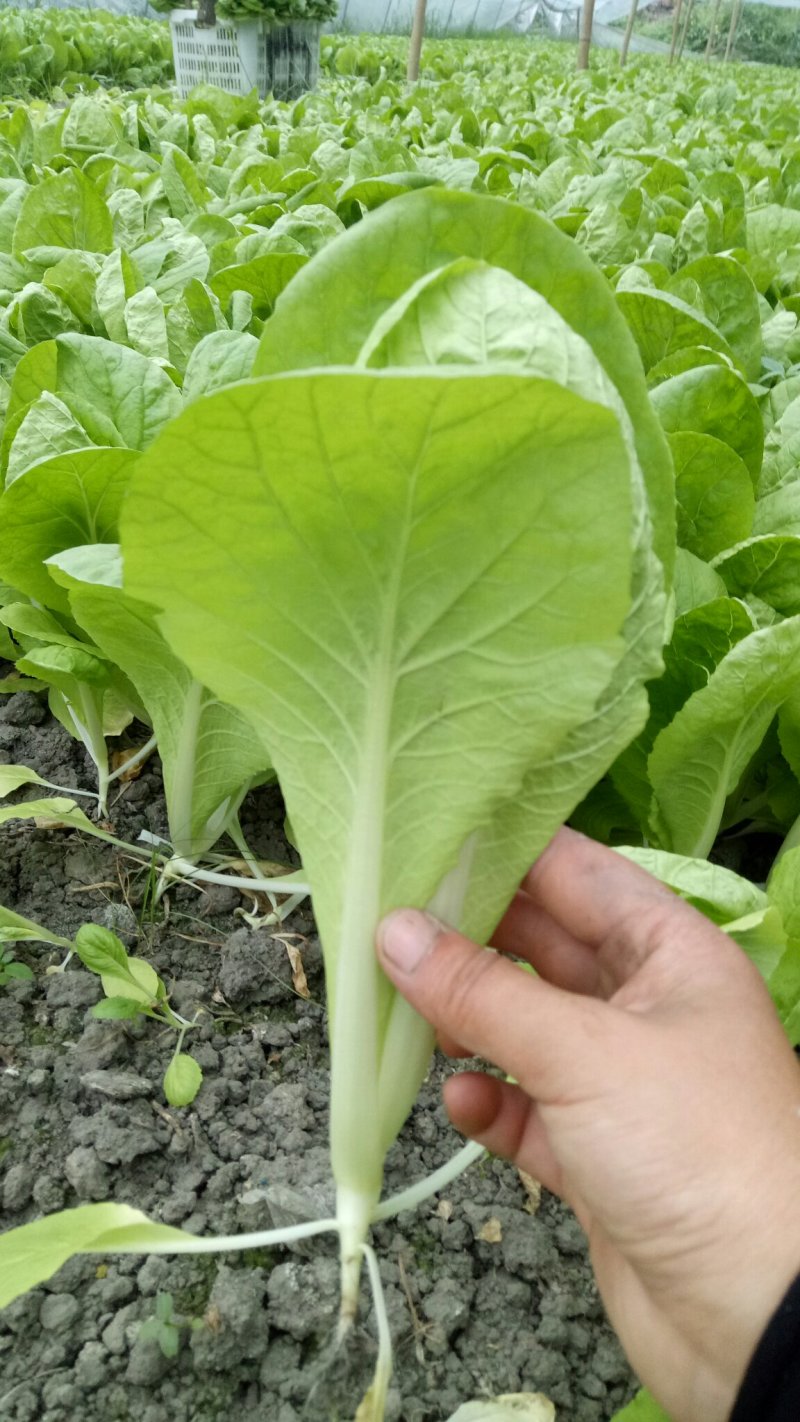 优质小白菜
