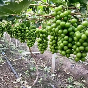 夏黑葡萄苗早夏无核阳光玫瑰甜蜜蓝宝石葡萄苗