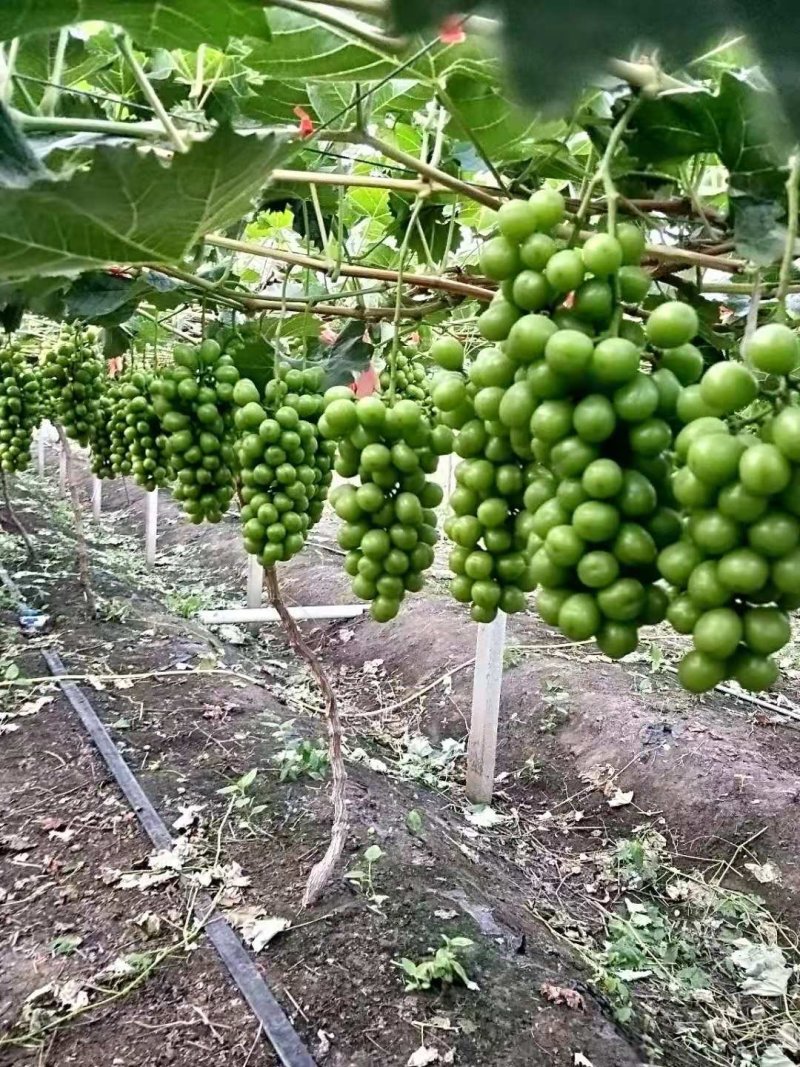 夏黑葡萄苗早夏无核阳光玫瑰甜蜜蓝宝石葡萄苗