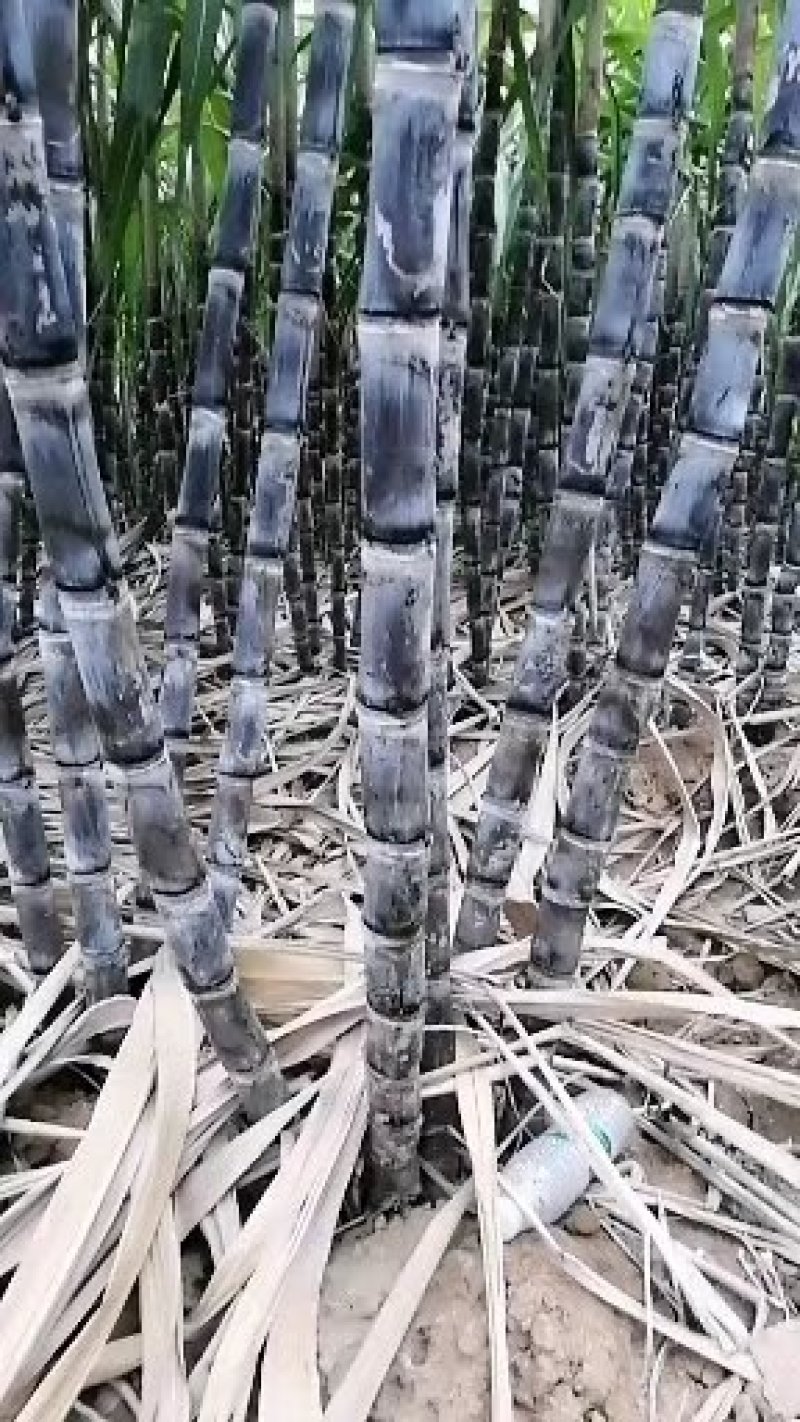广西黑皮甘蔗种苗，大量批发