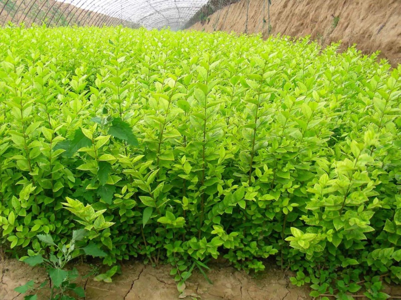 金叶女贞绿化苗，专做绿化工程规格齐全基地批发