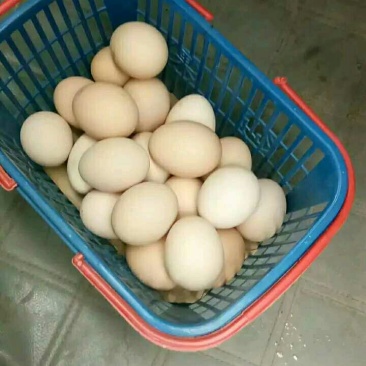 泰和白凤乌鸡种蛋