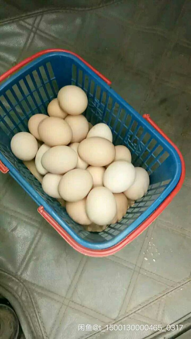 泰和白凤乌鸡种蛋