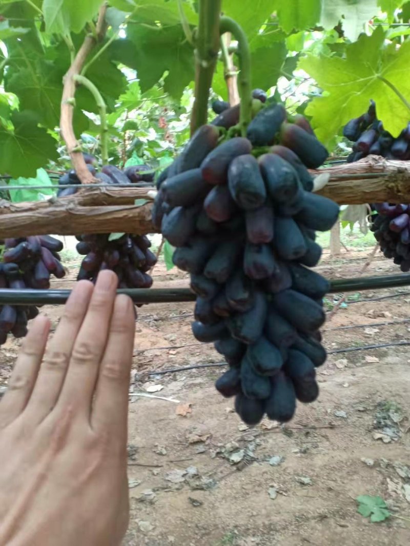 甜蜜蓝宝石葡萄苗盆栽地栽当年结果可签合同包技术指导