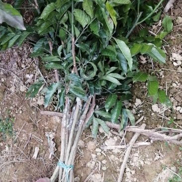 纯品大鸡心黄皮苗，高产，稳产，优质一级苗
