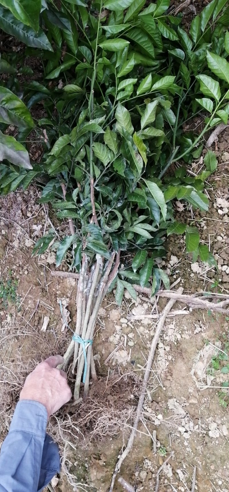 纯品大鸡心黄皮苗，高产，稳产，优质一级苗