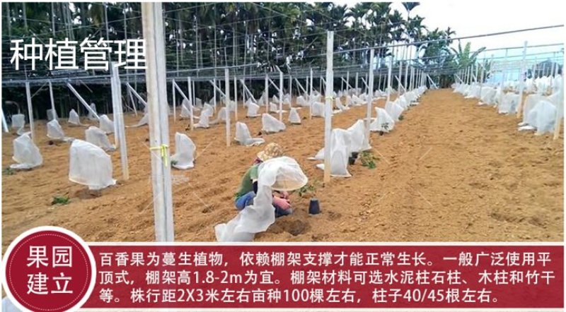 黄金百香果苗纯甜黄金果特大嫁接黄金百香果树果苗四季结