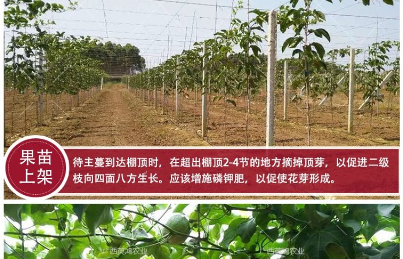 黄金百香果苗纯甜黄金果特大嫁接黄金百香果树果苗四季结