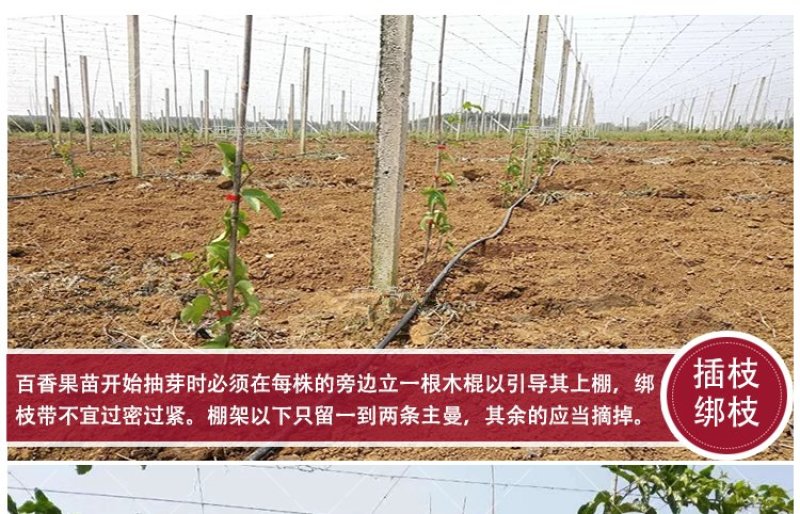 黄金百香果苗纯甜黄金果特大嫁接黄金百香果树果苗四季结