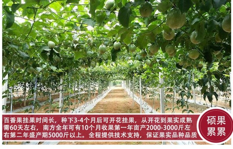 黄金百香果苗纯甜黄金果特大嫁接黄金百香果树果苗四季结