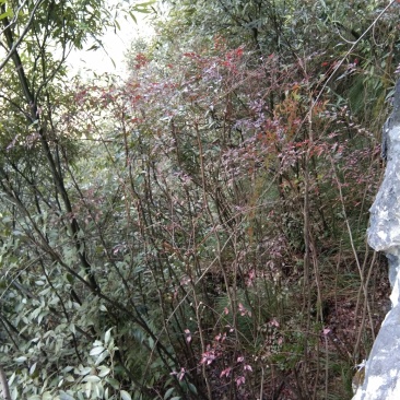 南天竹，，山货，，，，，