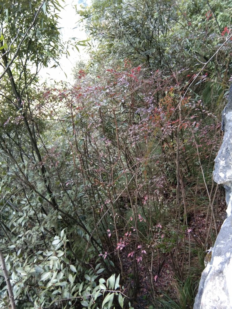南天竹，，山货，，，，，