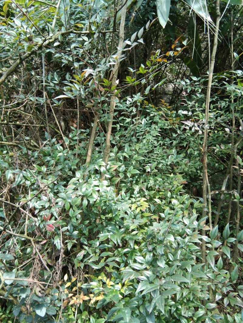 南天竹，，山货，，，，，