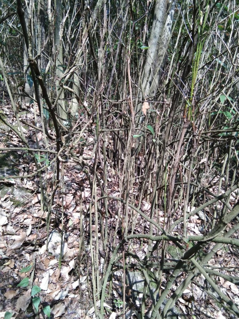 南天竹，，山货，，，，，