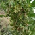 八角树营养杯嫁接苗矮化苗优良品陈平罗马东荣品种，顺丰包邮