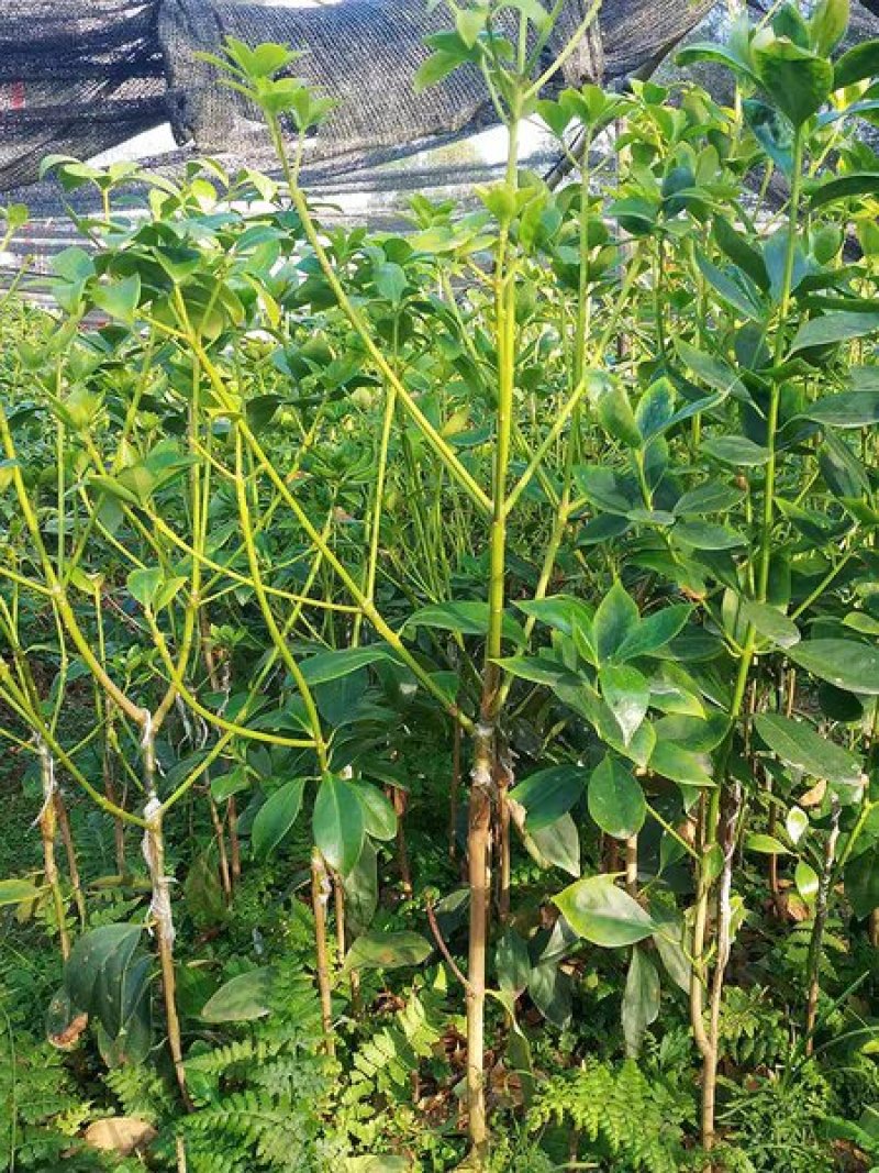 八角树营养杯嫁接苗矮化苗优良品陈平罗马东荣品种，顺丰包邮