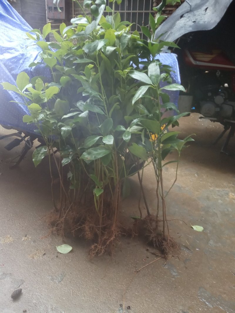 八角树营养杯嫁接苗矮化苗优良品陈平罗马东荣品种，顺丰包邮