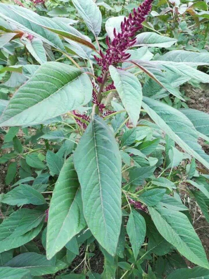 蔬菜种子雪樱子种子特菜种子蔬菜新品种